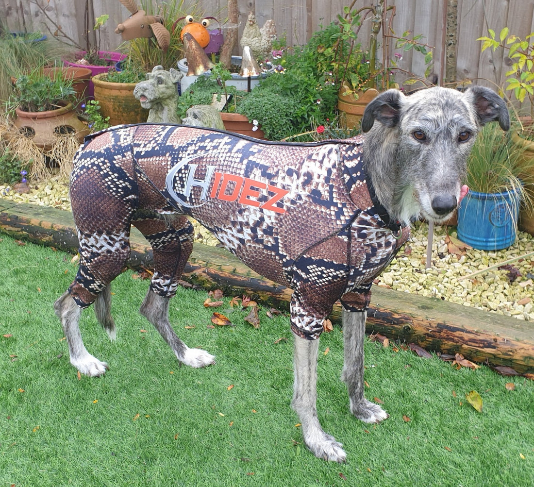 Dog wearing a Hidez canine compression suit