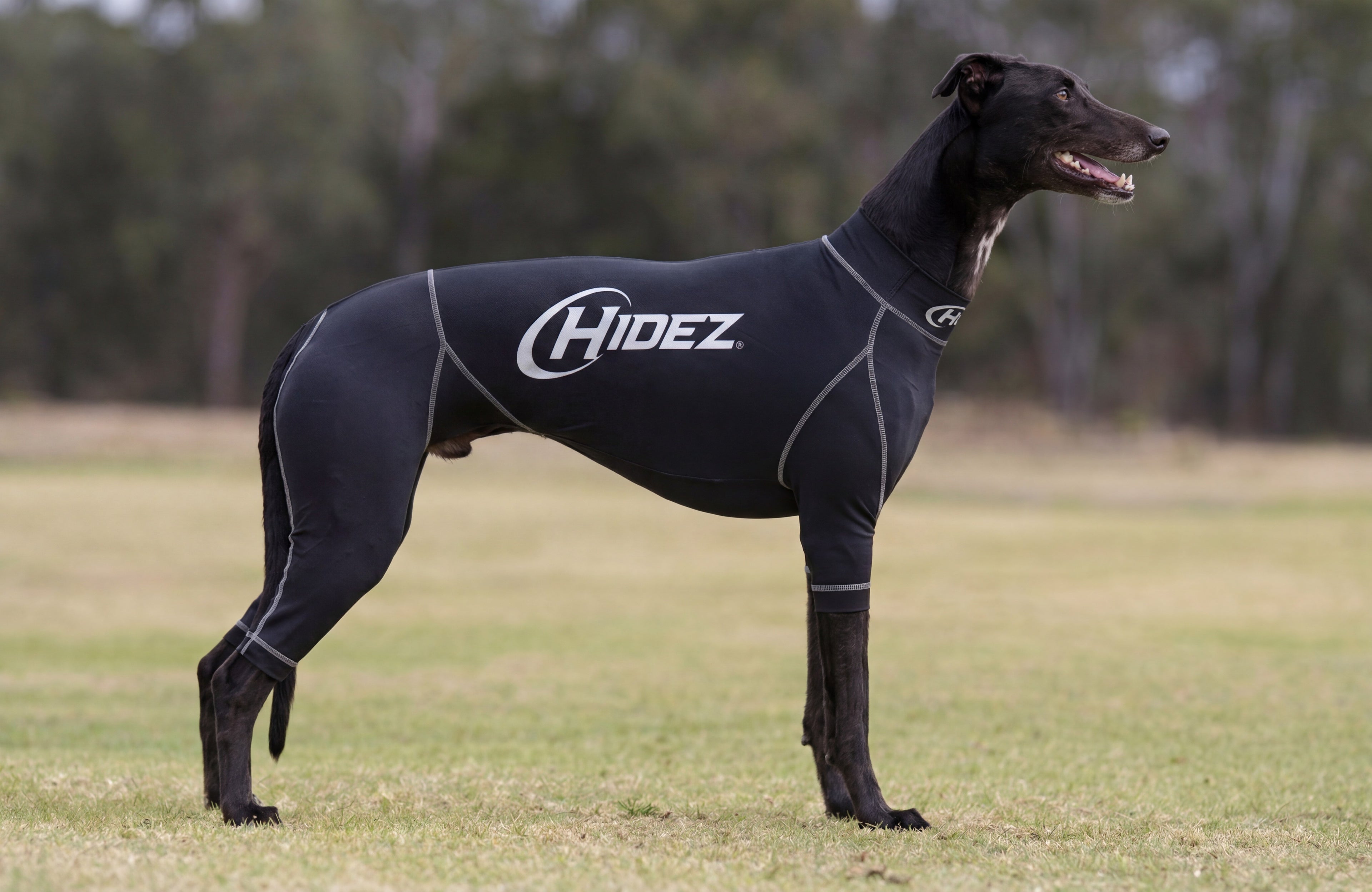 Racing greyhound wearing a Hidez compression suit
