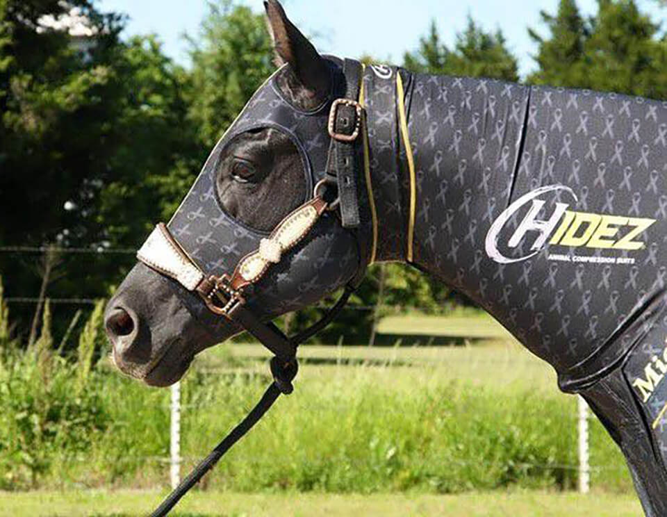 Horse wearing a Hidez compression suit