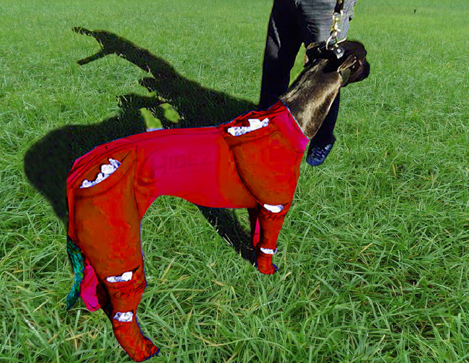Ice Greyhound Suit