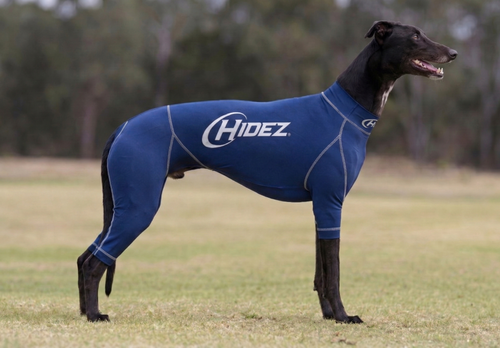 Greyhound Suits