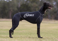 Greyhound Suits
