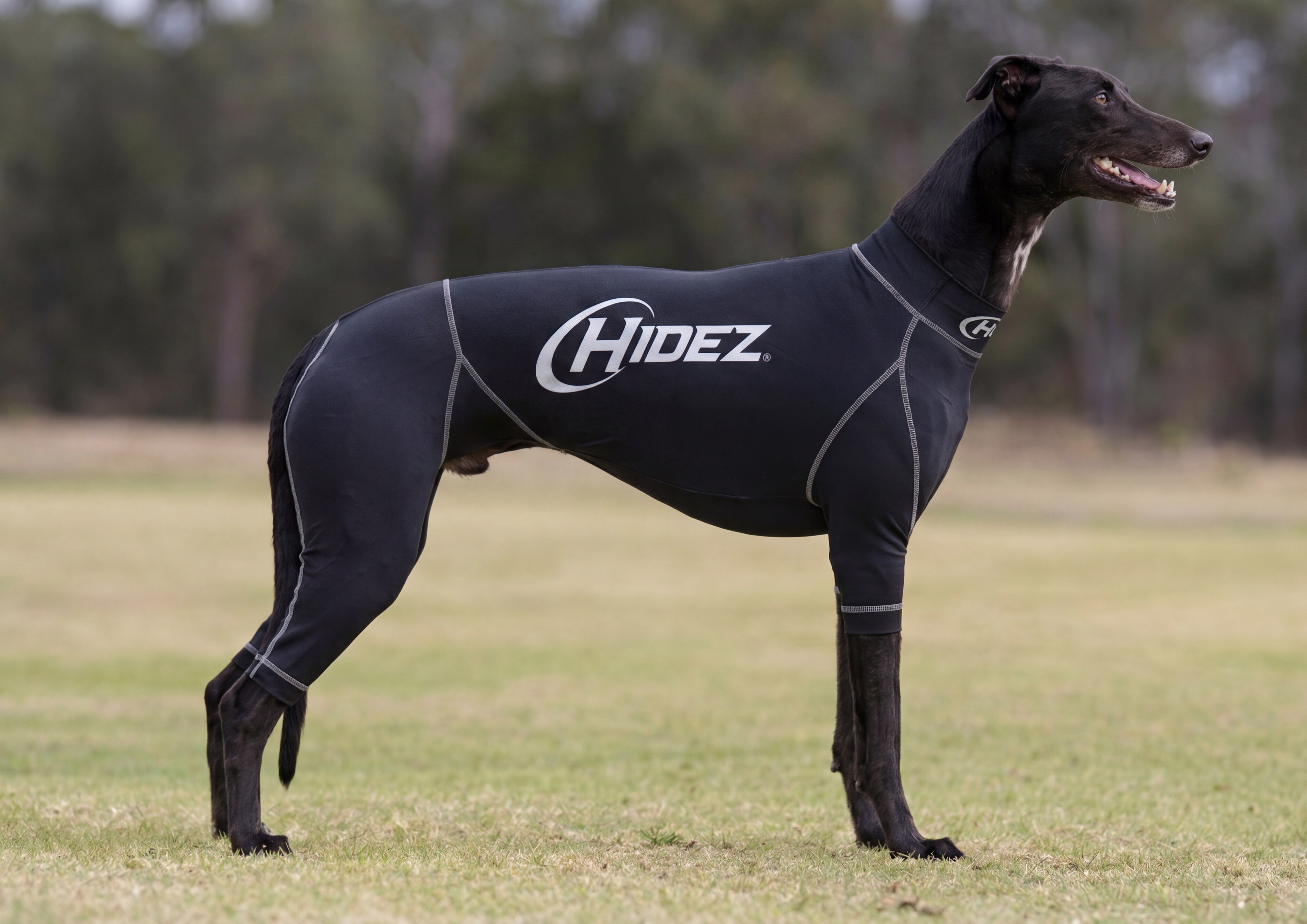 Greyhound Suits