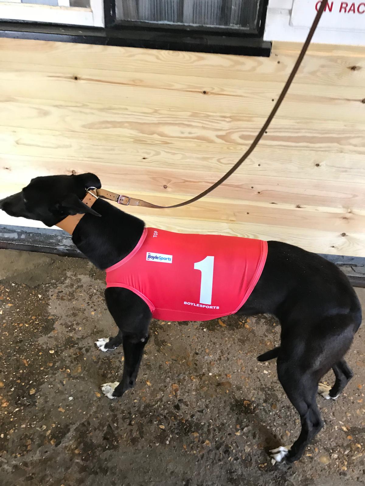 Greyhound racing vest