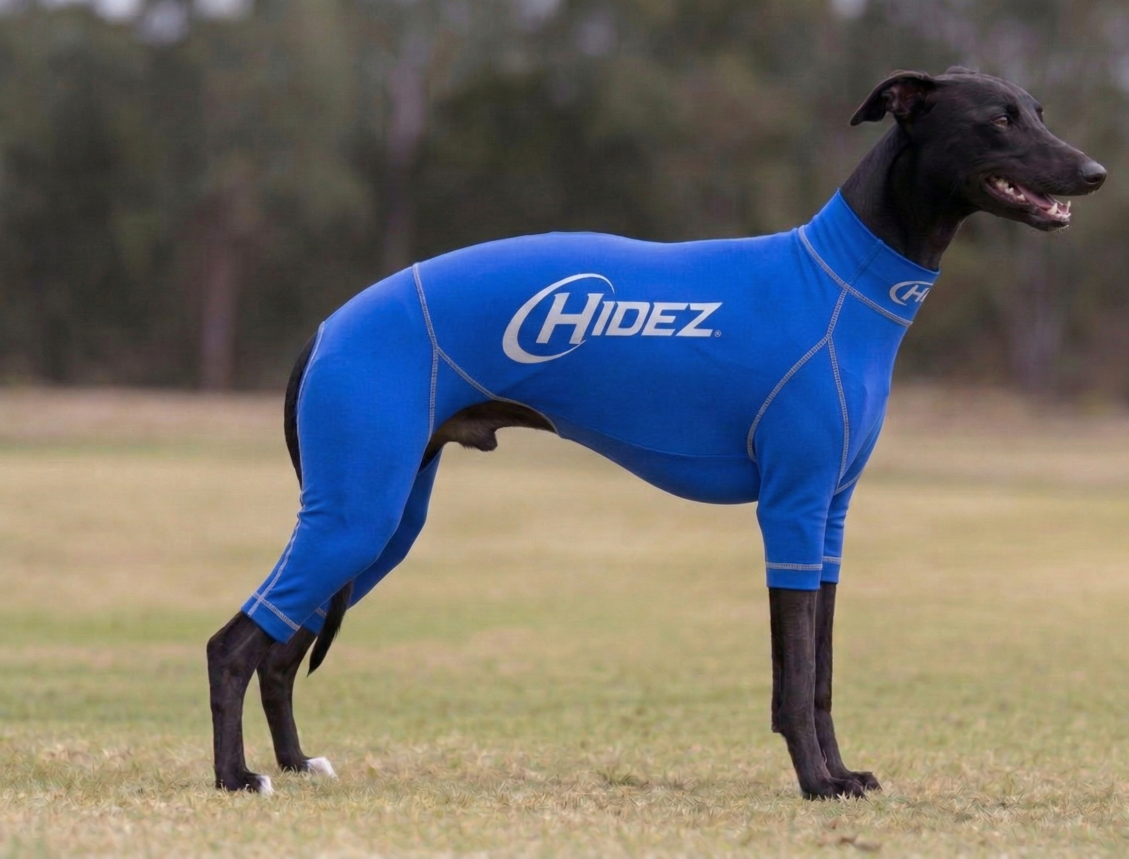 Whippet Suits