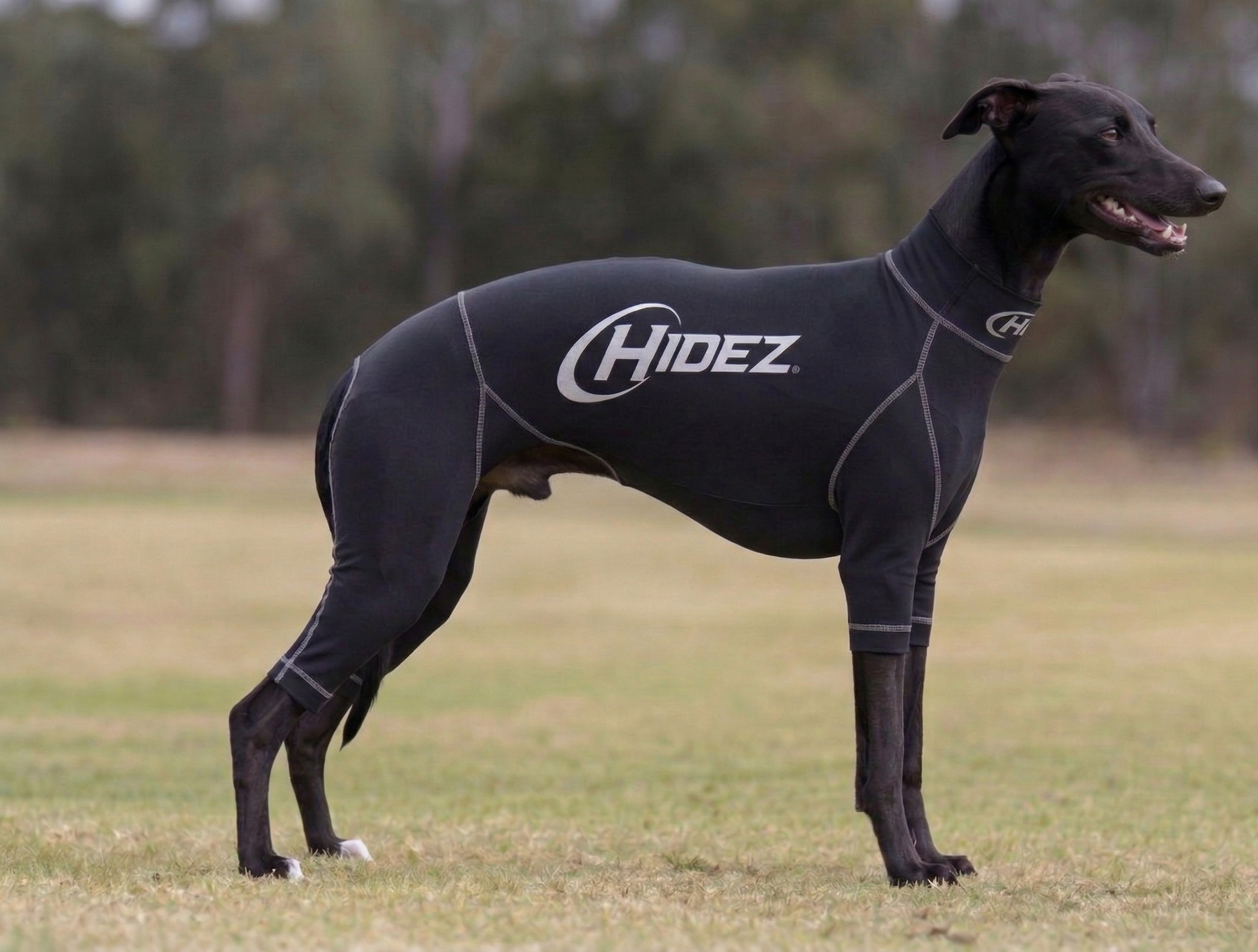 Whippet Suits