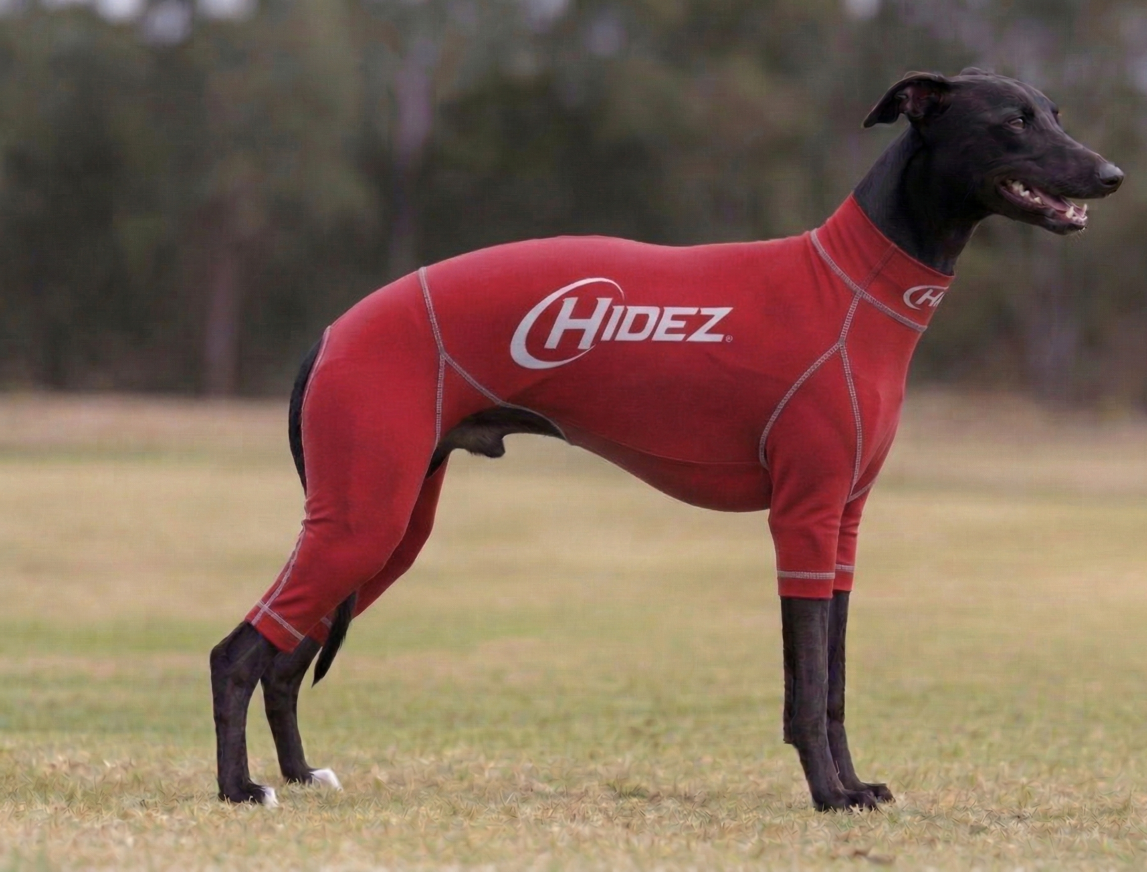 Whippet Suits